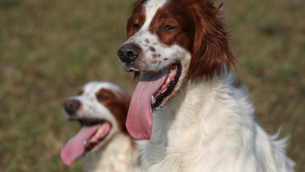 The Red and White Setter is one of nine native Irish breeds