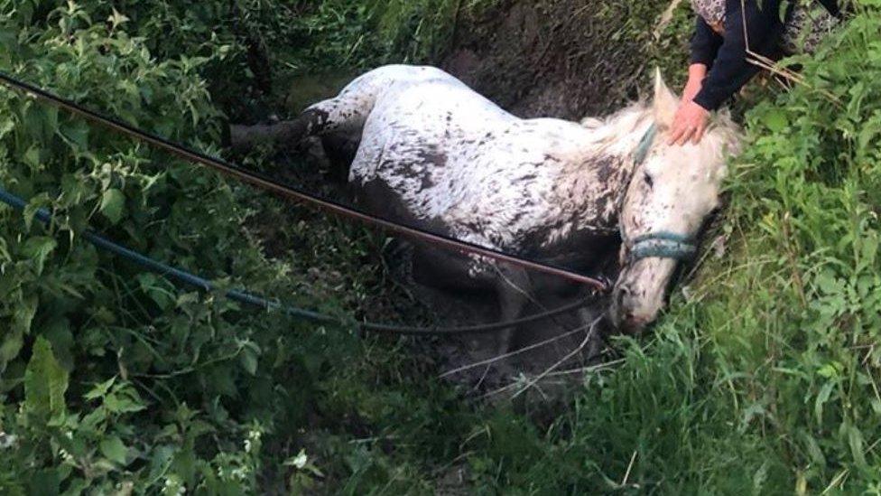 Horse in ditch