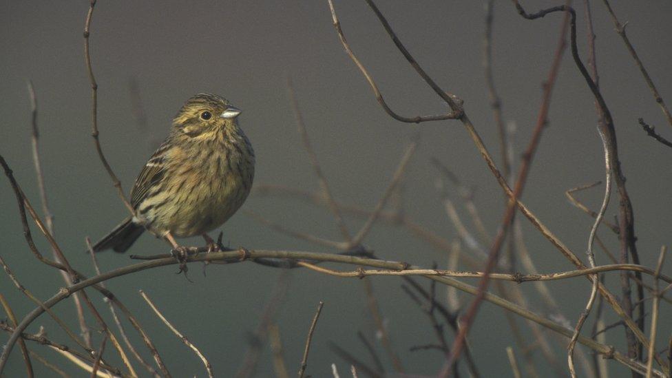 Cirl bunting