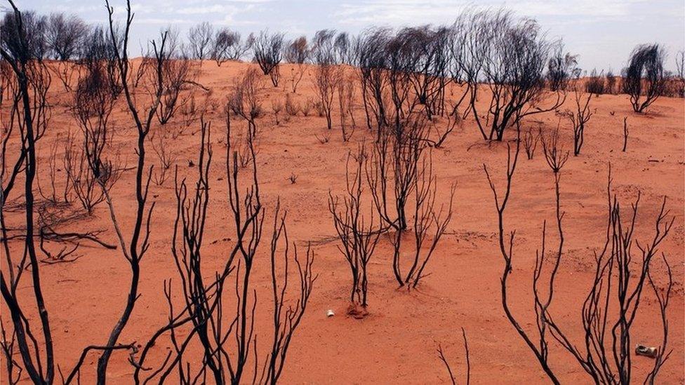 Bush near Alice Springs, Northern Territory (file image)