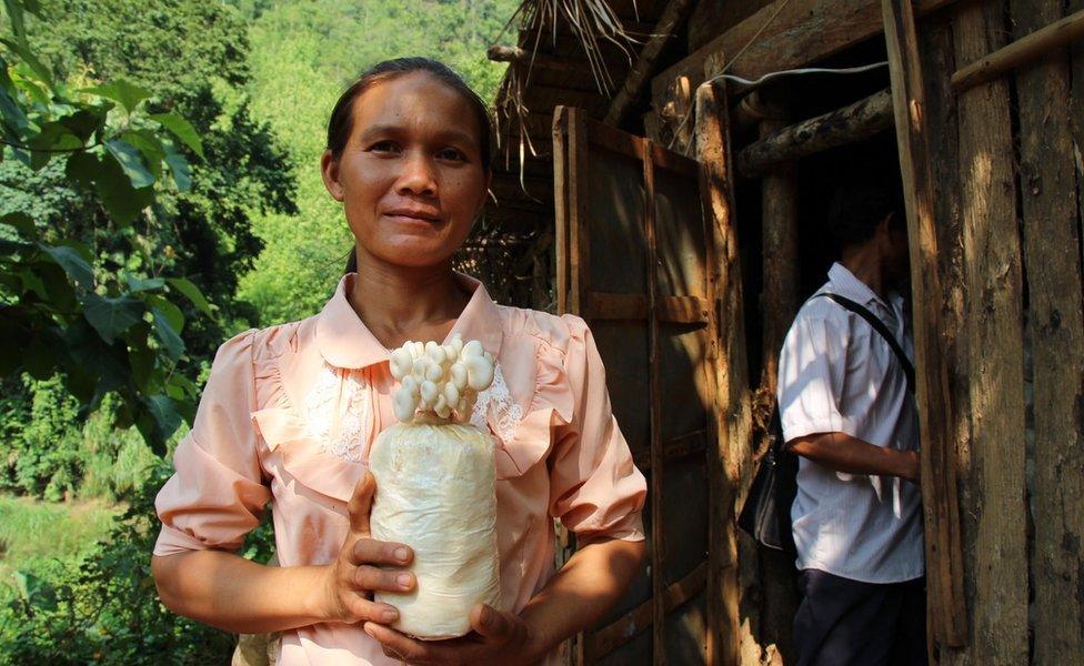 Mushroom farmer in Laos