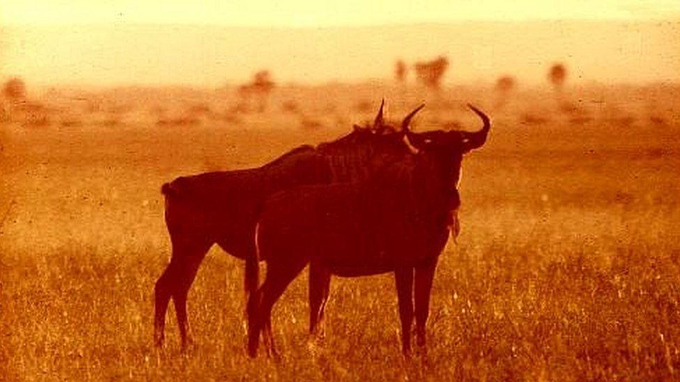 Wildebeest