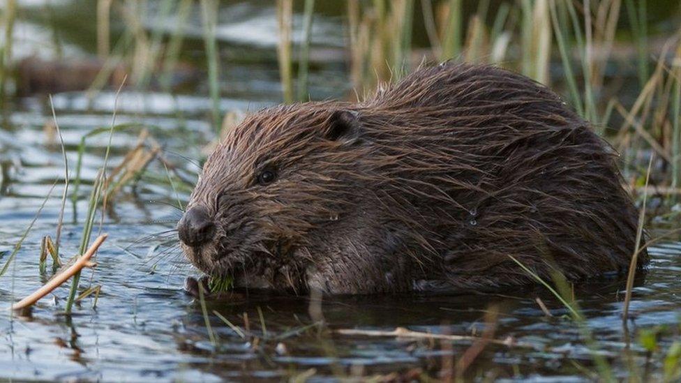 Beaver