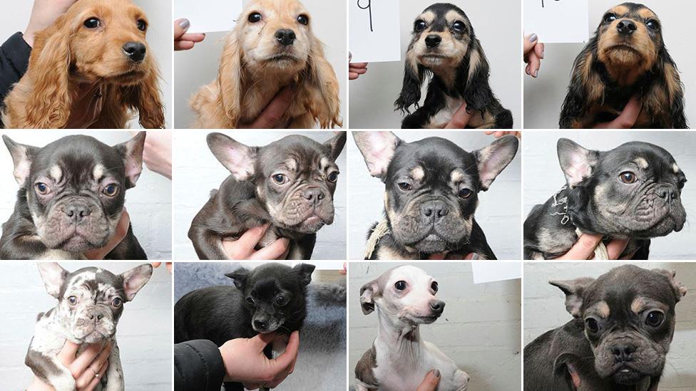 Twelve of the dogs found by police at West Meadows, Ipswich