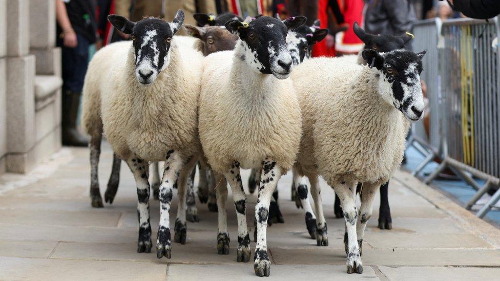 People herd sheep during the annual London Sheep Drive