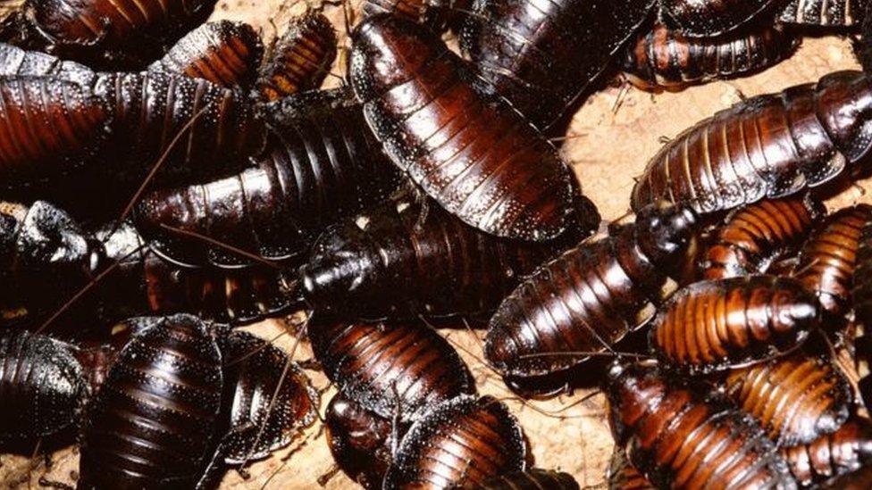 cockroaches