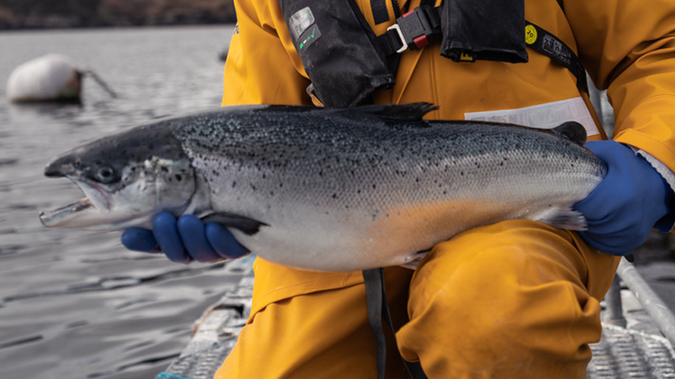 Man holding salmon