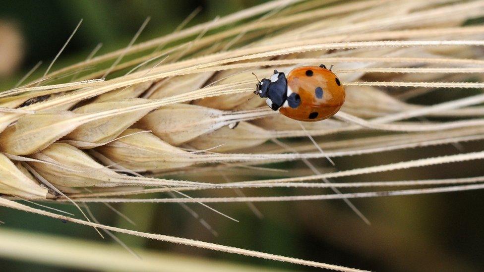 A ladybird on an ear of wheat