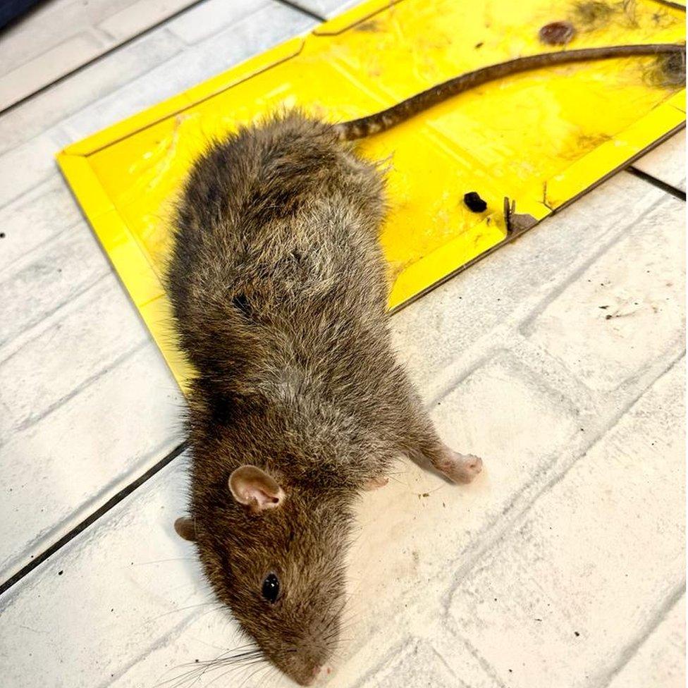 A rat on a glue trap