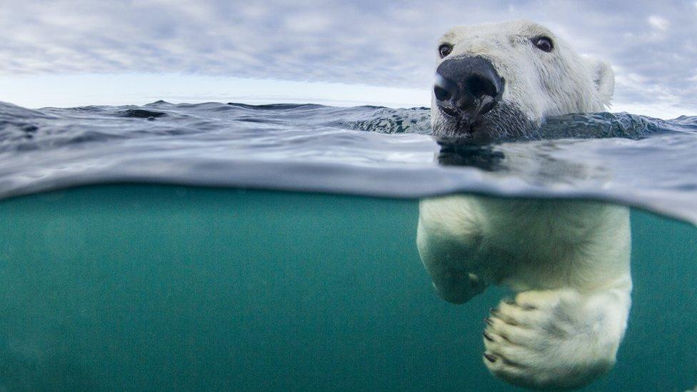 Polar bear swimming