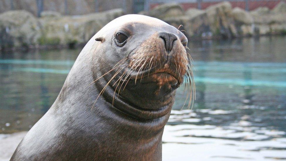 Paris, a Patagonian sea lion