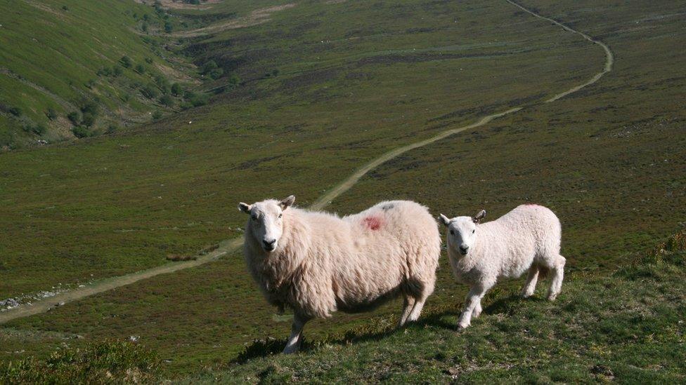 Defaid ym Mannau Brycheiniog