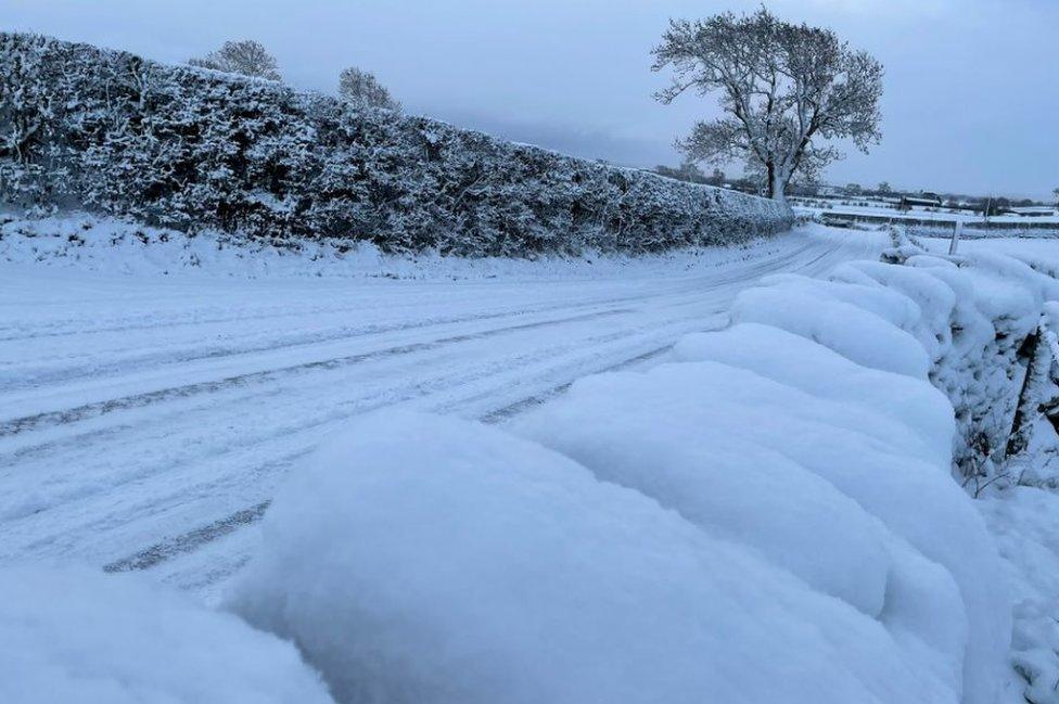 Snow and hedges covered in snow