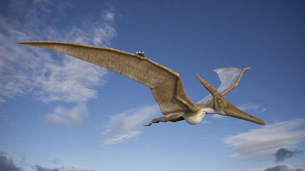 Pteranodon