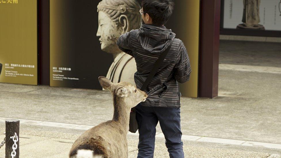 A deer bites a boy's coat in Nara, Japan