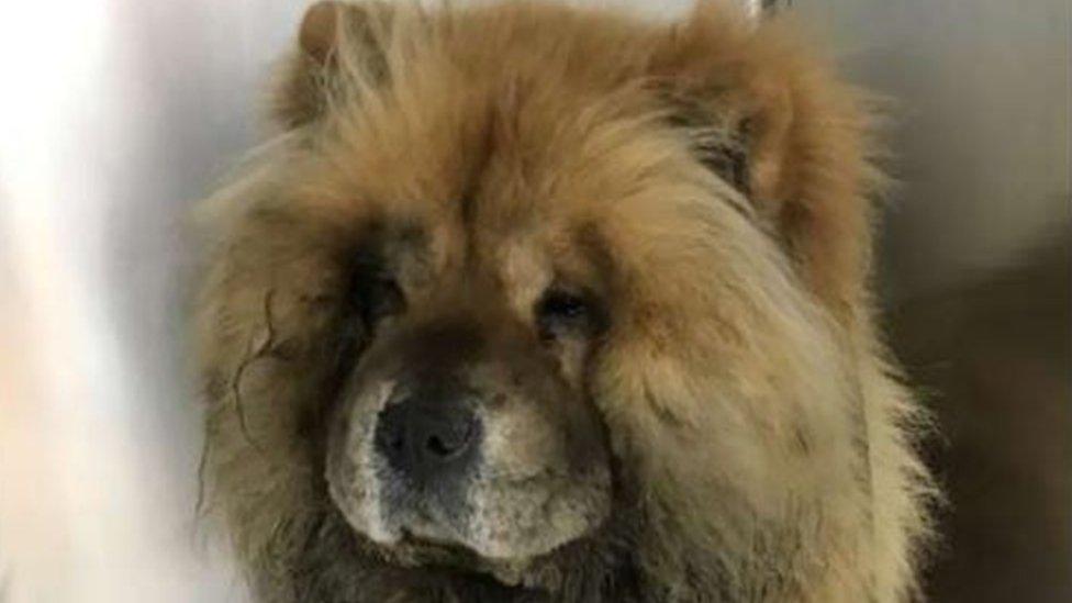 Chow chow dog survives electric shock on Liverpool rail line - BBC