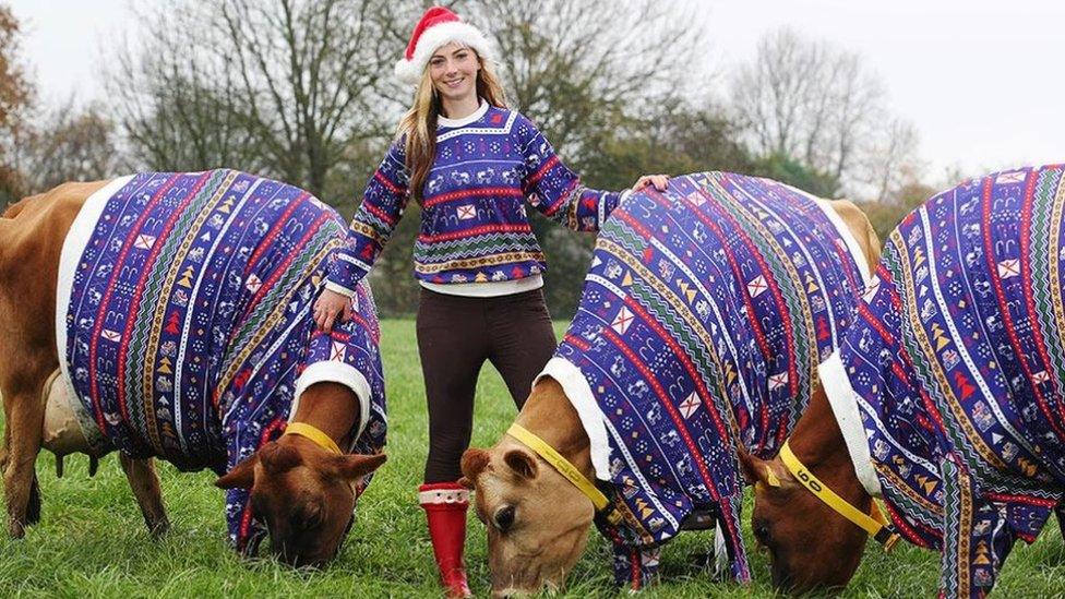 Becky Houzé and cows