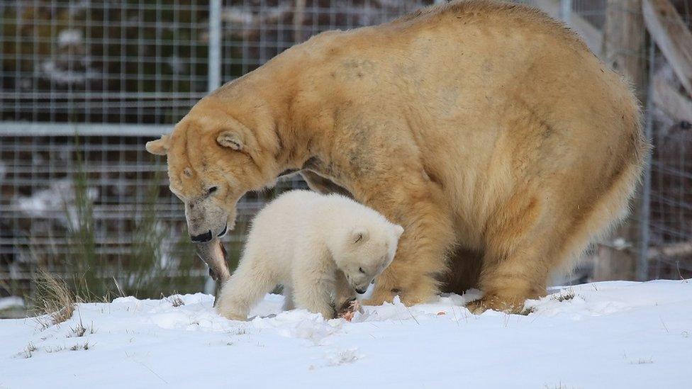 Polar bear cub and mum