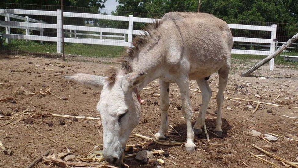 A lone donkey grazing