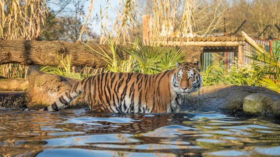 Land of the Tigers at Paradise Wildlife Park