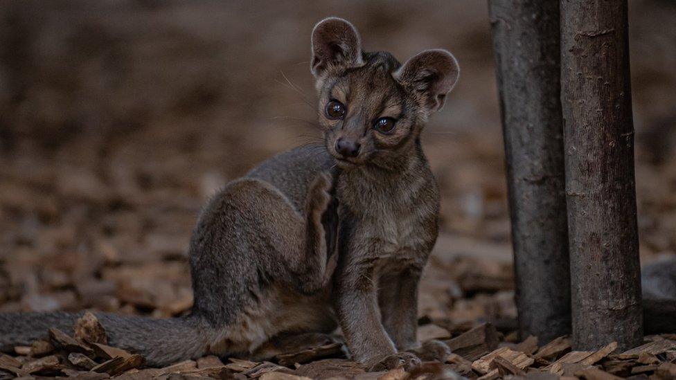 A fossa