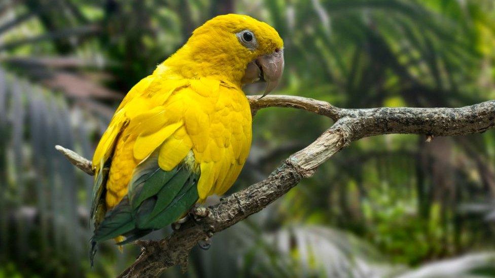 Golden parakeet / golden conure (Guaruba guarouba) perched in tree, Neotropical parrot native to the Amazon Basin of interior northern Brazil.