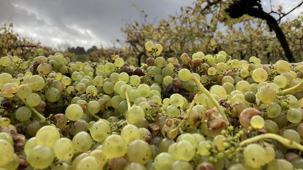 A close up picture of the Chardonnay grape