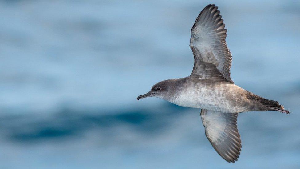 A Balearic shearwater