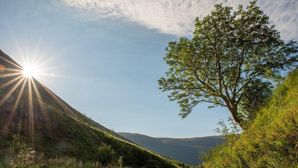 Rowan tree