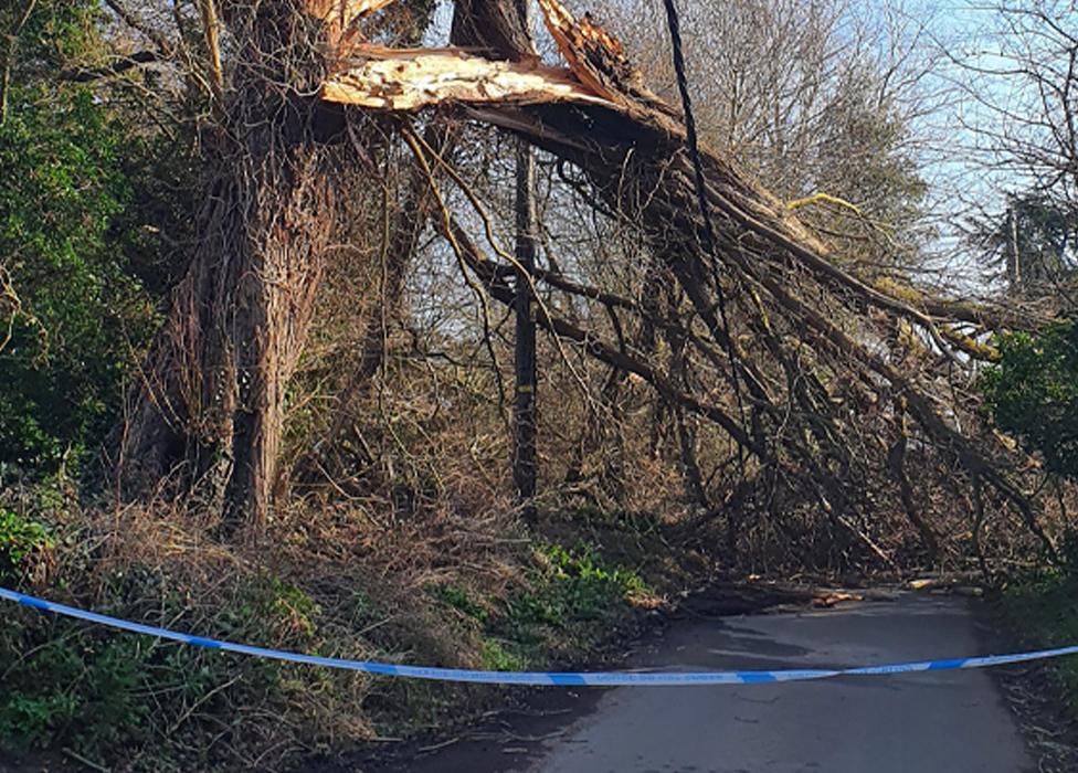 Fallen tree hits power lines in Brightlingsea, Essex