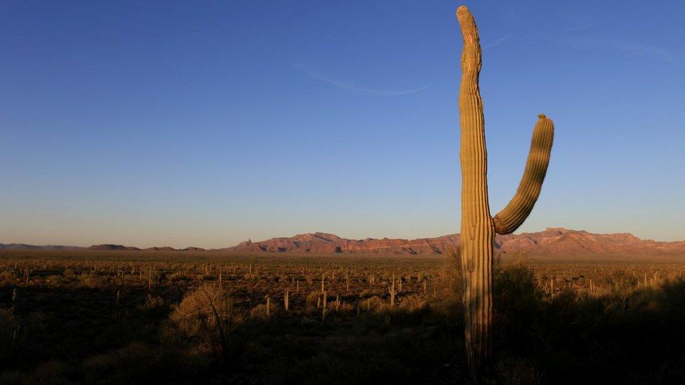 Saguaro cactus and Sonoran Desert landscape