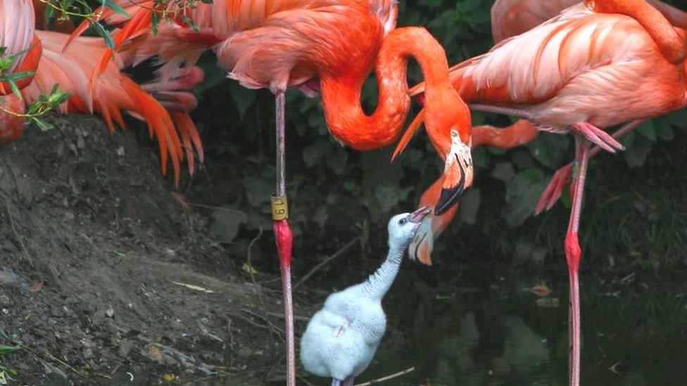 Flamingo chick with parent