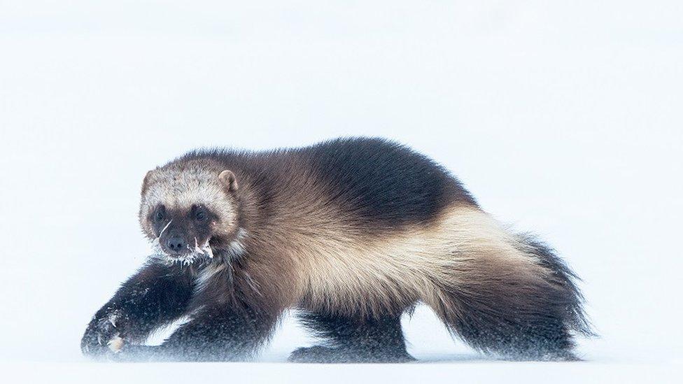 wolverine-in-snow.