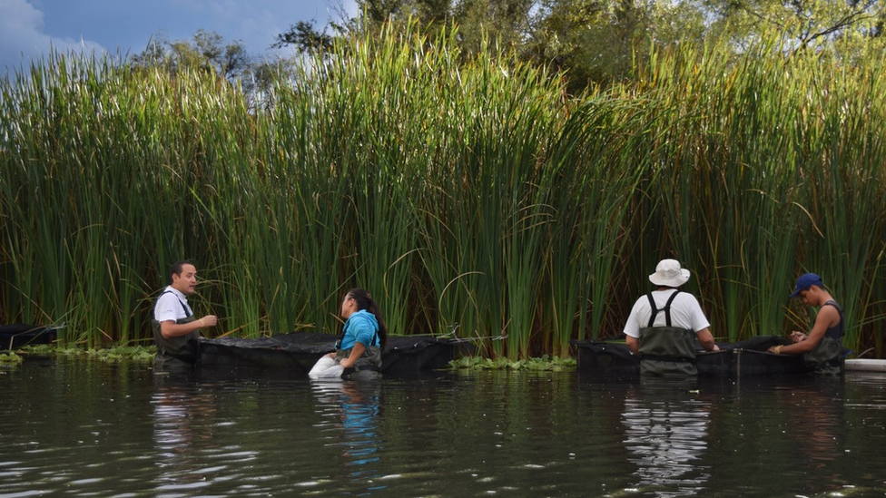 Scientists in the lake in Jalisco