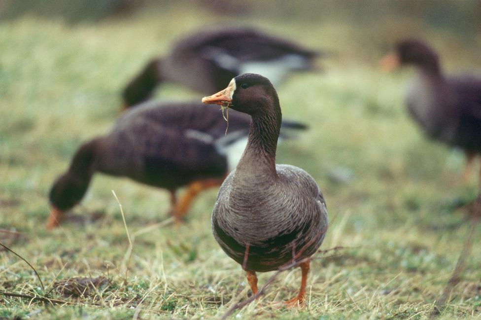 The geese feeding