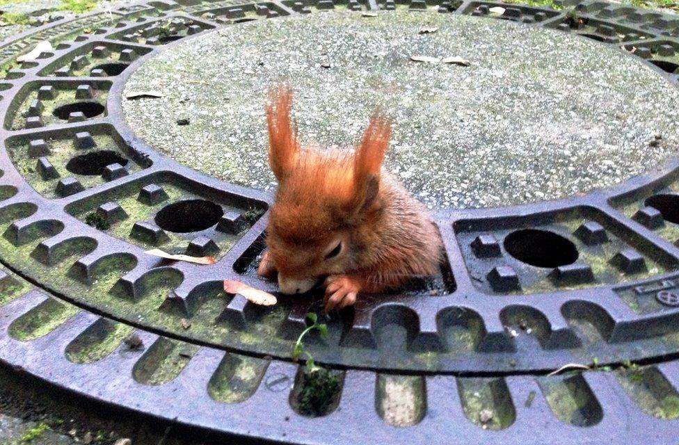 Red squirrel stuck in the grate of a manhole cover