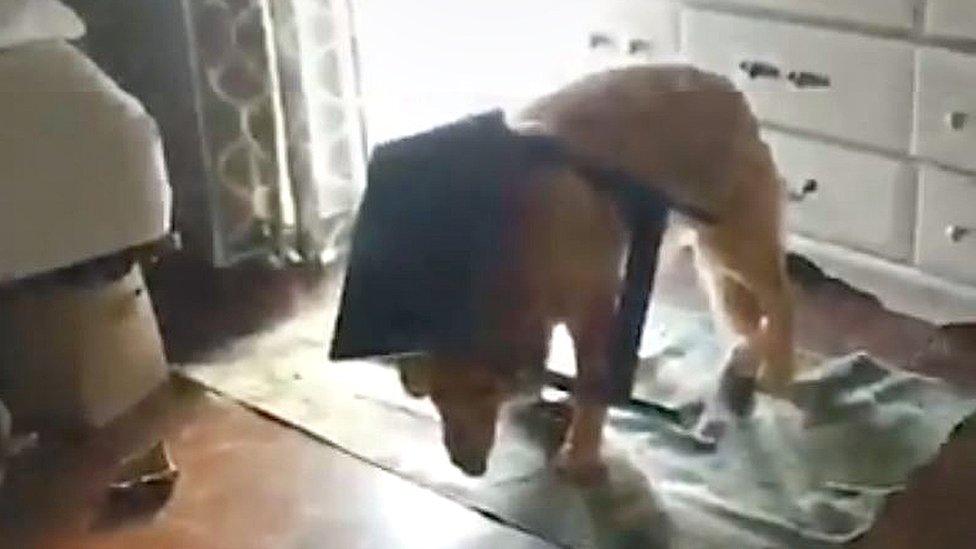 Dog with table stuck on his head