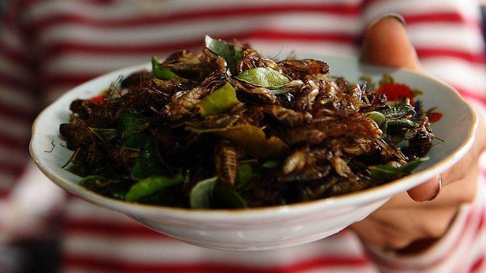 Vendor sells crickets