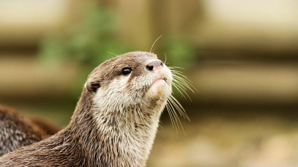 otter