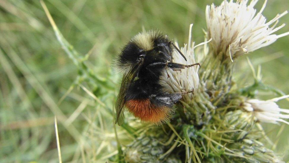 Bilberry Bumblebee