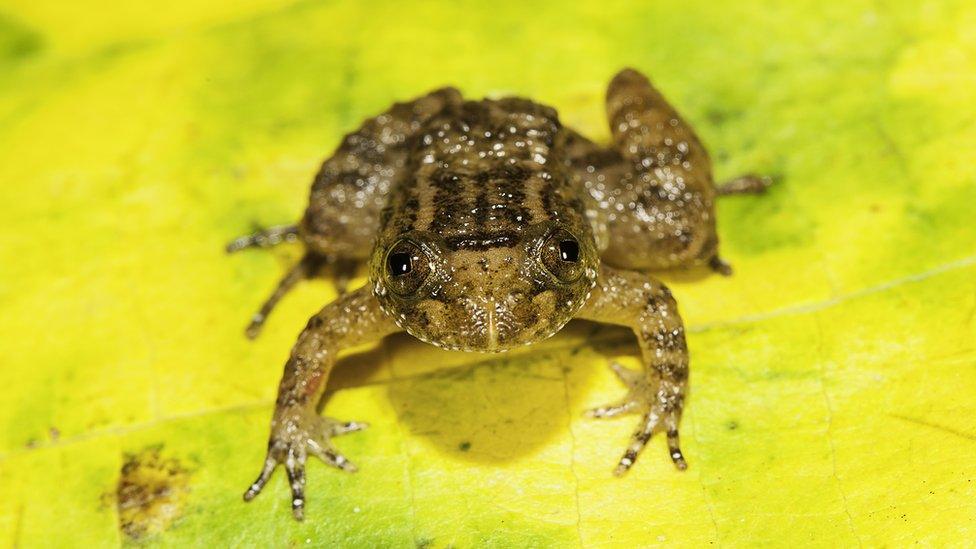 Athirappilly night frog