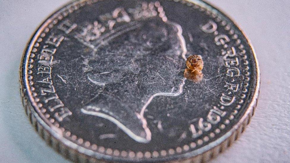 snail on a five pence coin