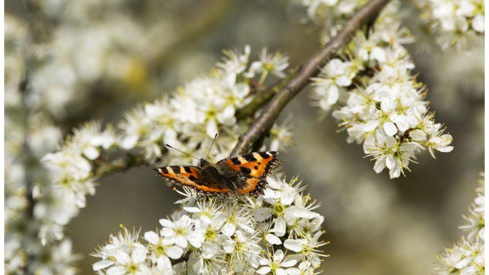 Butterfly on blossom.