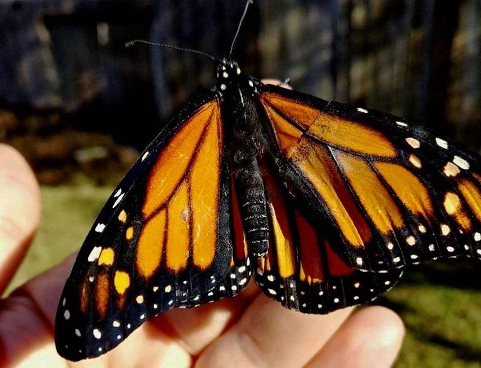 Butterfly with fixed wing