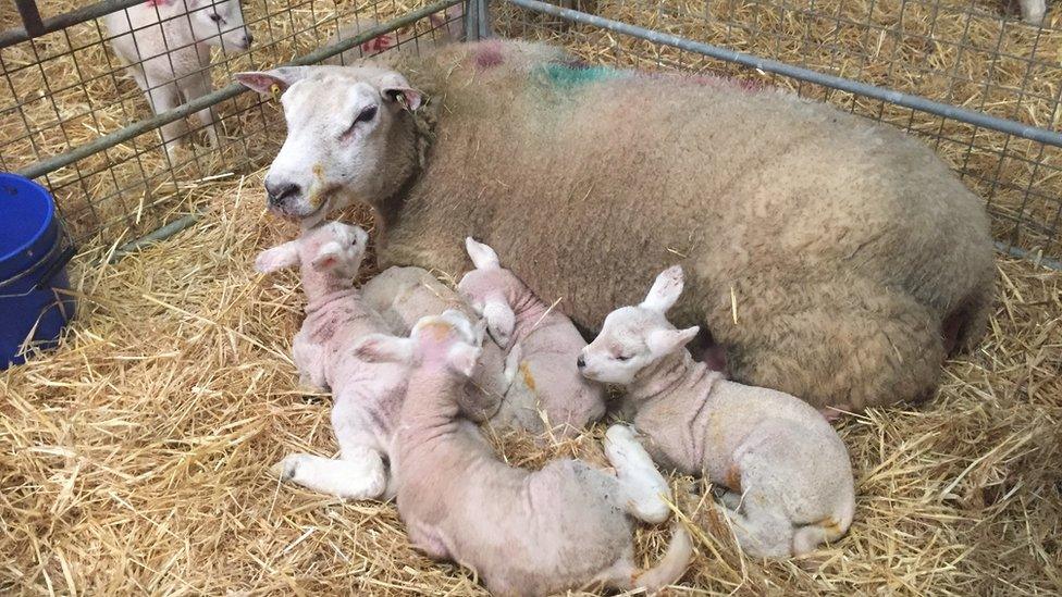 The sheep with her lambs