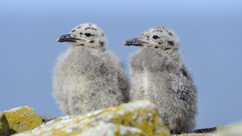 Herring gull chicks