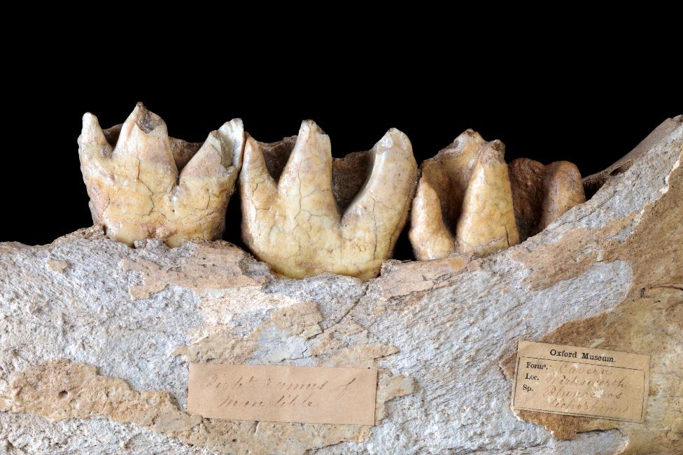 Dream Cave woolly rhino jaw bone and teeth