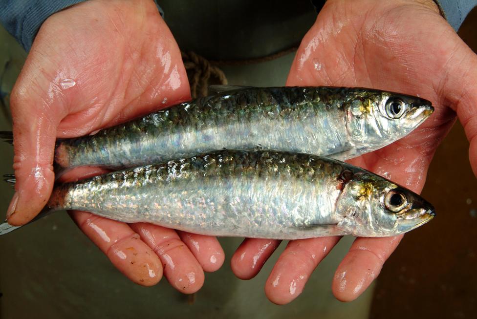 Cornish pilchards