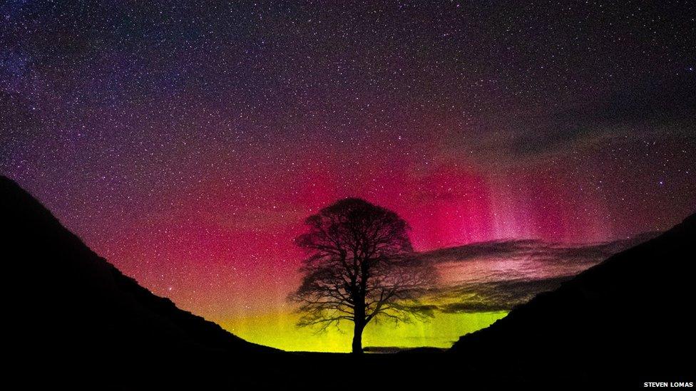 Sycamore Gap in Northumberland is illuminated by the pink and purple of the Northern Lights. Picture by Steven Lomas.