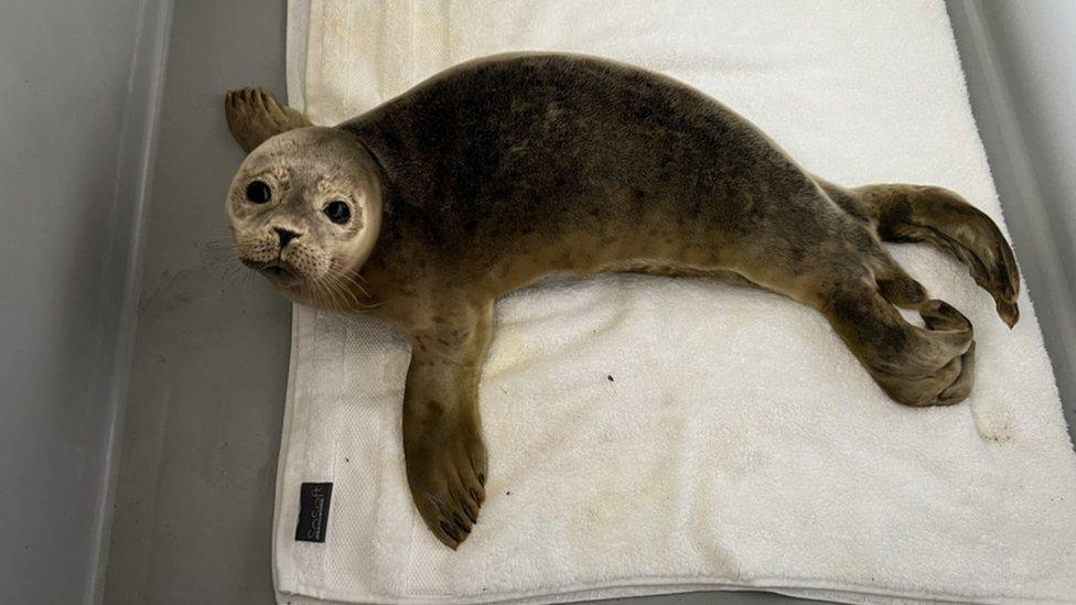 Seal